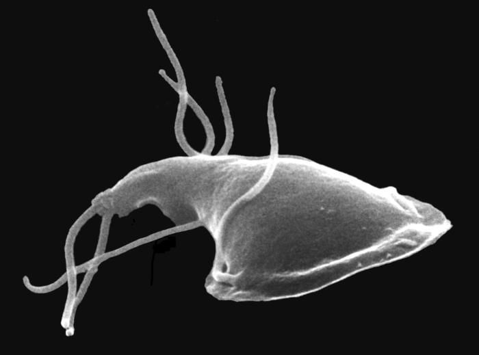 Image of Giardia