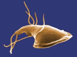 Image of Giardia