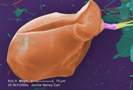 Image of Giardia