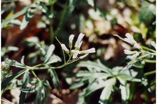 Слика од Cardamine concatenata (Michx.) O. Schwarz