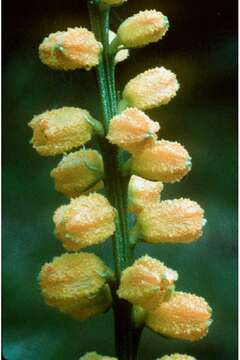 Image of golden colicroot