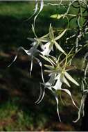 Image of Ghost orchid