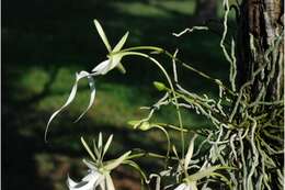 Image of Ghost orchid