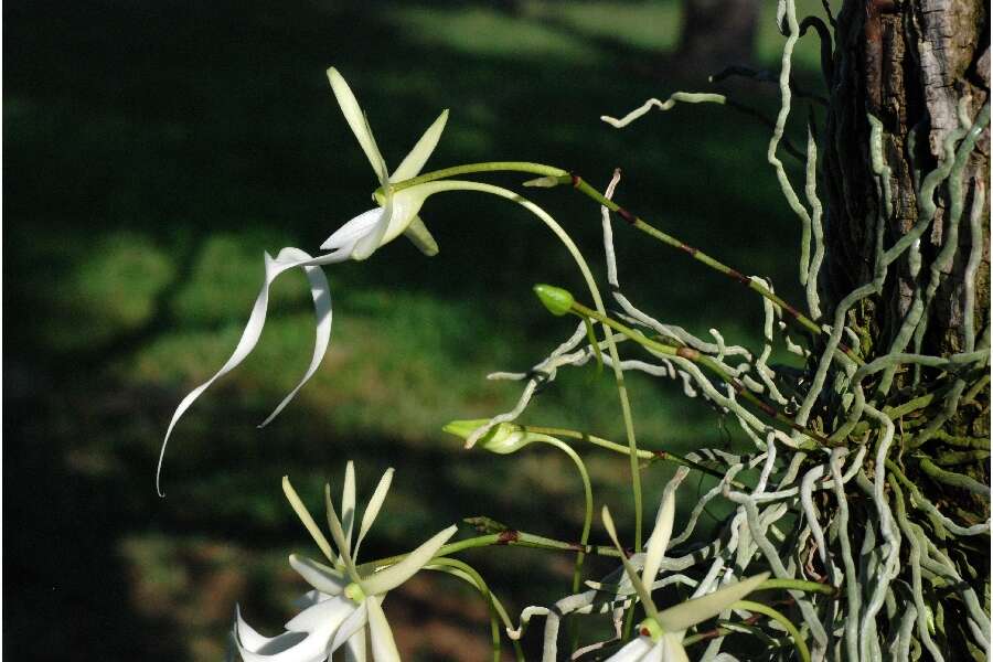 Image of Ghost orchid