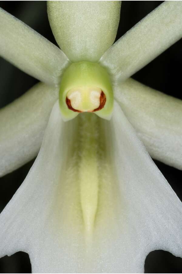 Image of Ghost orchid