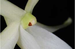 Image of Ghost orchid