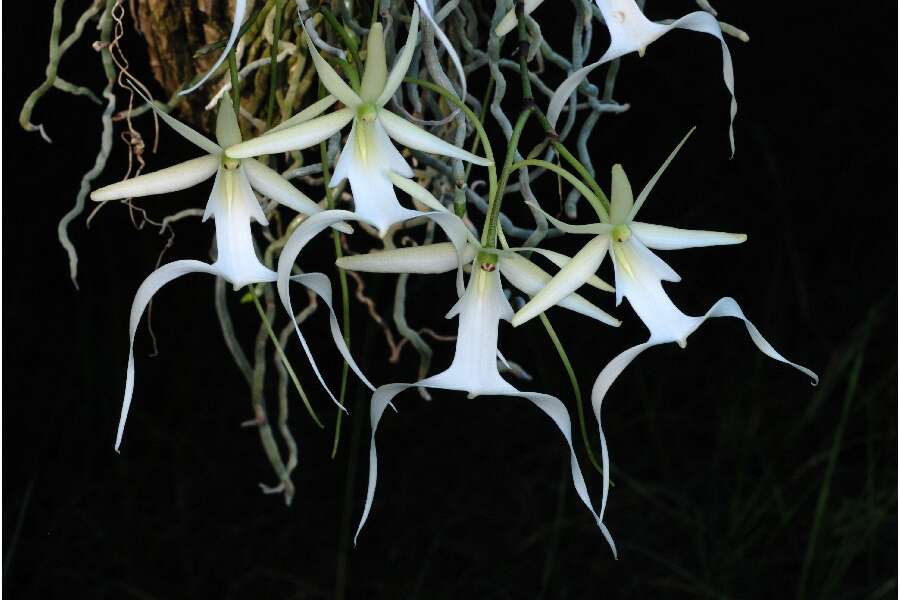 Image of Ghost orchid