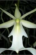 Image of Ghost orchid