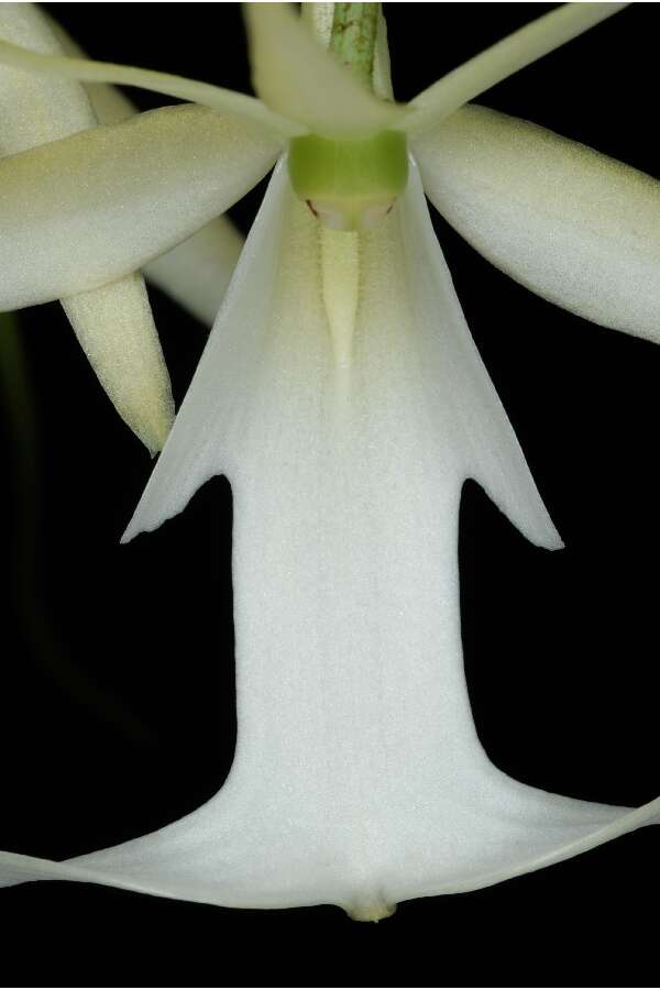 Image of Ghost orchid