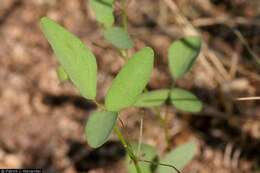 Image of New Mexico ticktrefoil