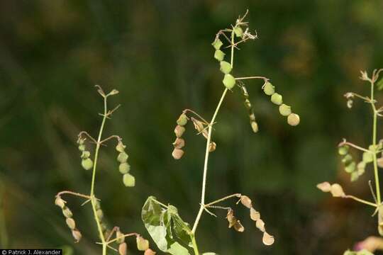 Image of New Mexico ticktrefoil