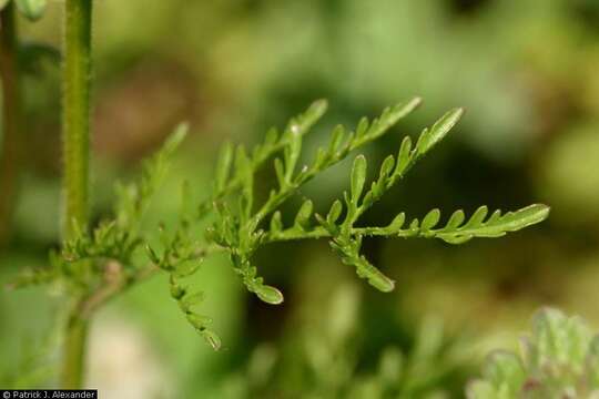 Image of western tansymustard