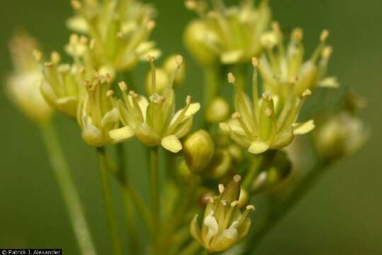 Image of western tansymustard