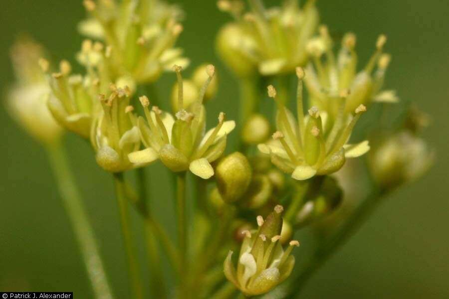 Слика од Descurainia pinnata (Walter) Britton