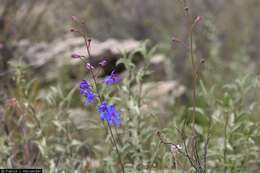 Image of Barestem Larkspur