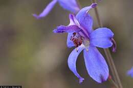 Image of Barestem Larkspur