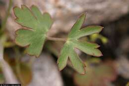 Image of Barestem Larkspur