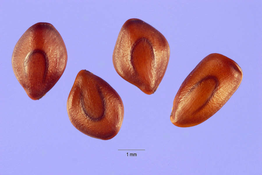 Imagem de Desmanthus virgatus (L.) Willd.