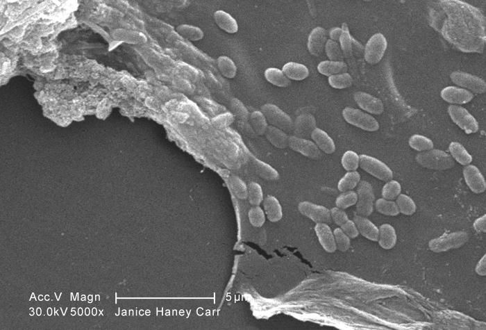 Plancia ëd Giardia