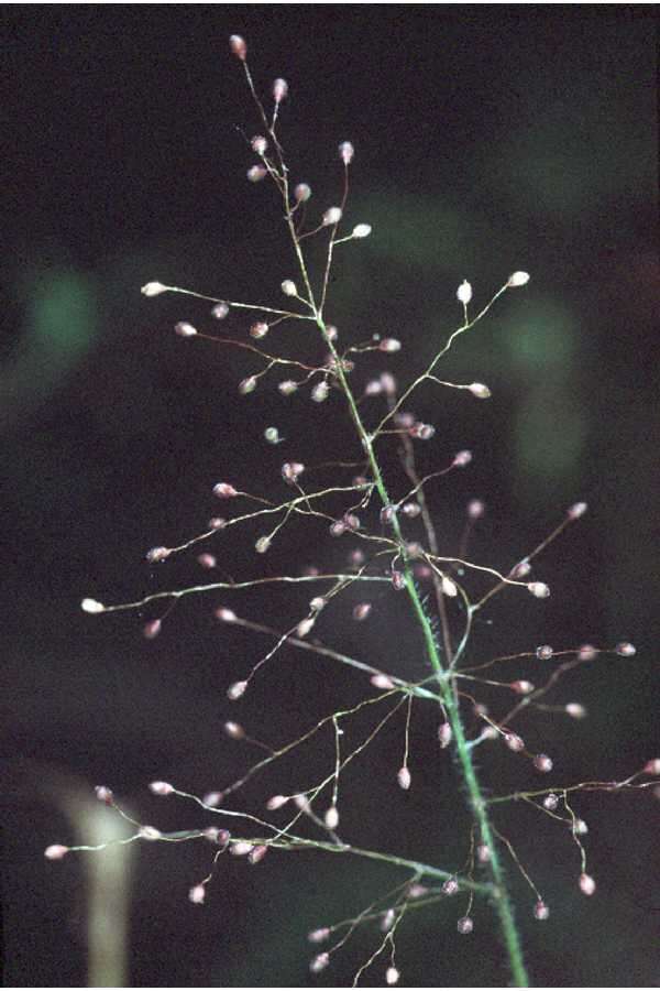 Imagem de Panicum acuminatum Sw.