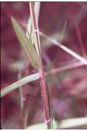 Imagem de Panicum acuminatum Sw.