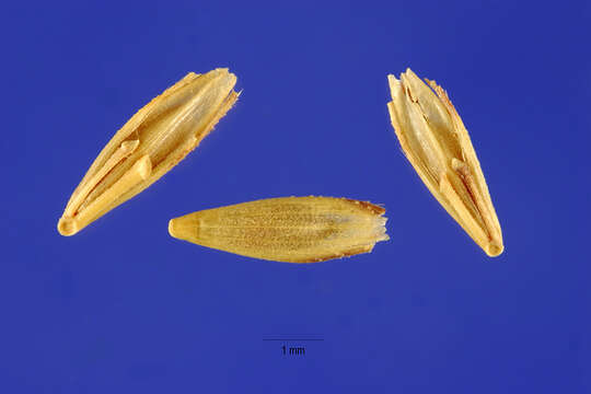 Слика од Dichanthium annulatum (Forssk.) Stapf