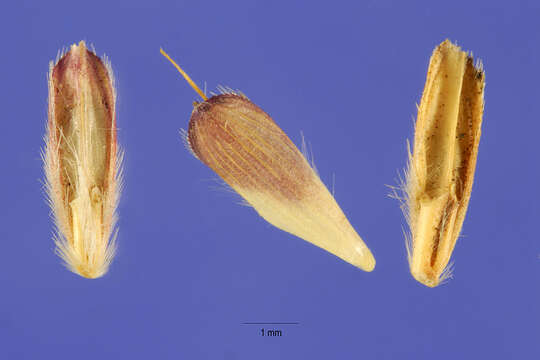 Image of Angleton bluestem