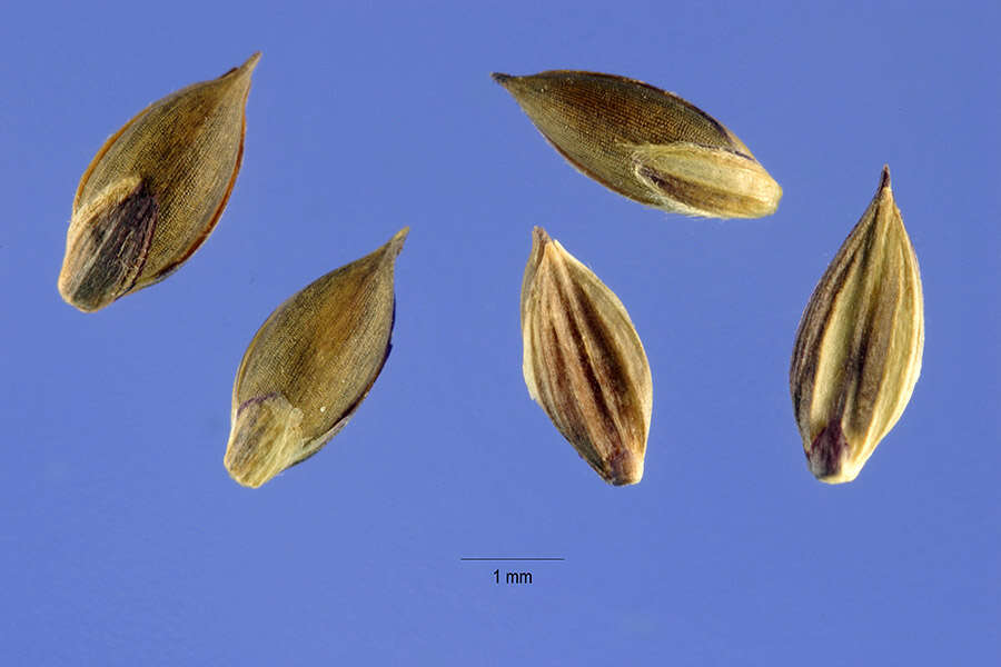 Image of Asian Crab Grass