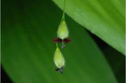 Imagem de Panicum boscii Poir.