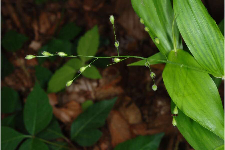 Imagem de Panicum boscii Poir.