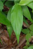 Imagem de Panicum boscii Poir.