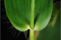 Image of Bosc's panicgrass