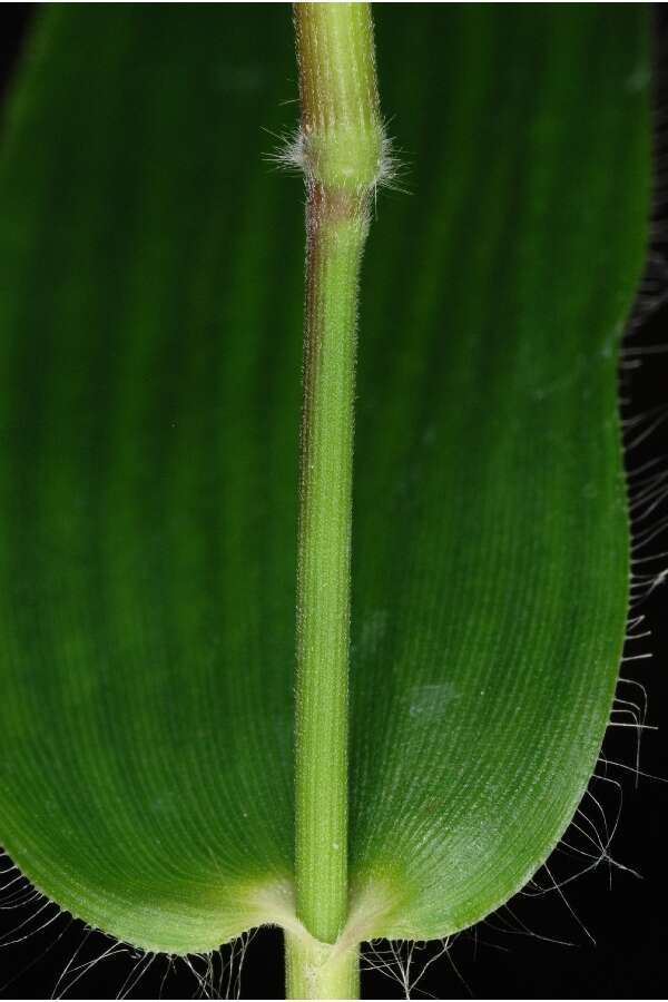 Imagem de Panicum boscii Poir.