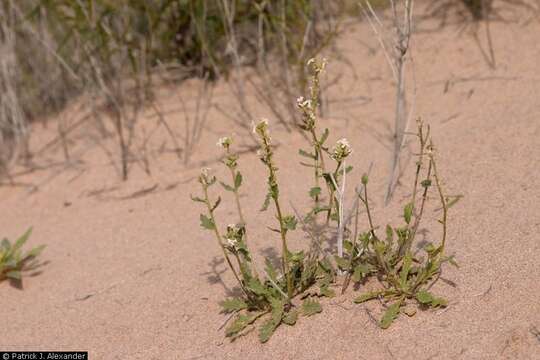 Image of California shieldpod