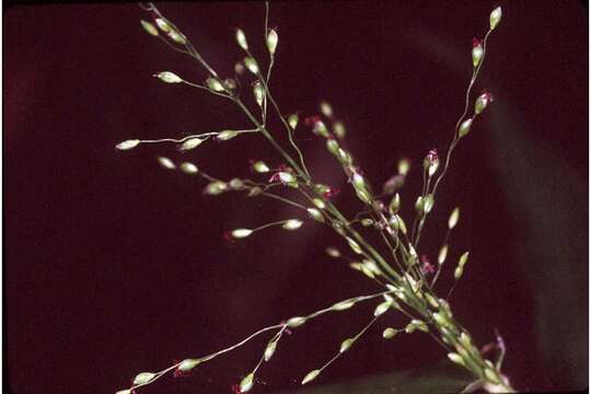 Image of Deer-Tongue Rosette Grass