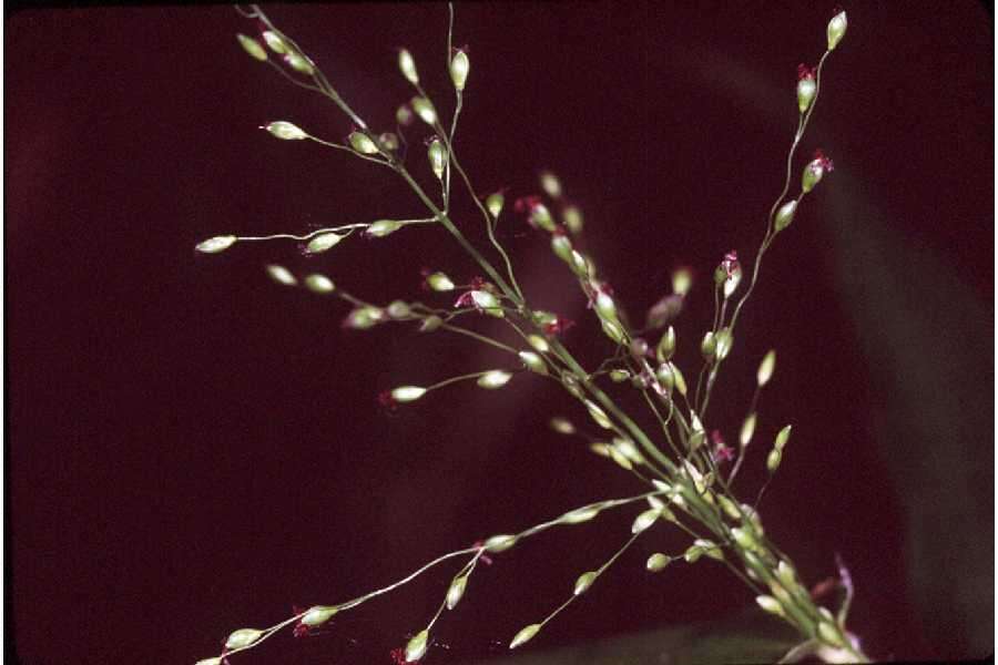 Imagem de Panicum clandestinum L.