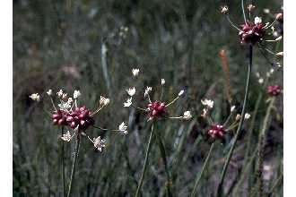 Image of meadow garlic