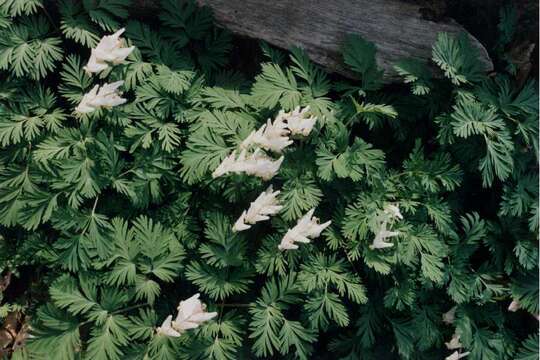 Image of dutchman's breeches