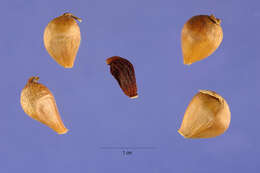 Image of meadow garlic