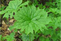 Image de Diphylleia cymosa Michx.