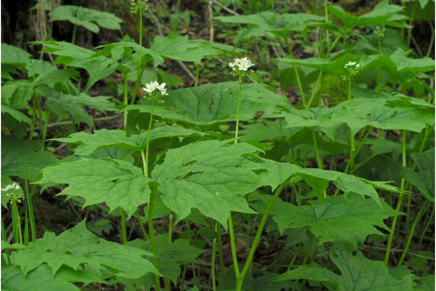 Image de Diphylleia cymosa Michx.