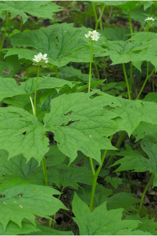 Image of American umbrellaleaf