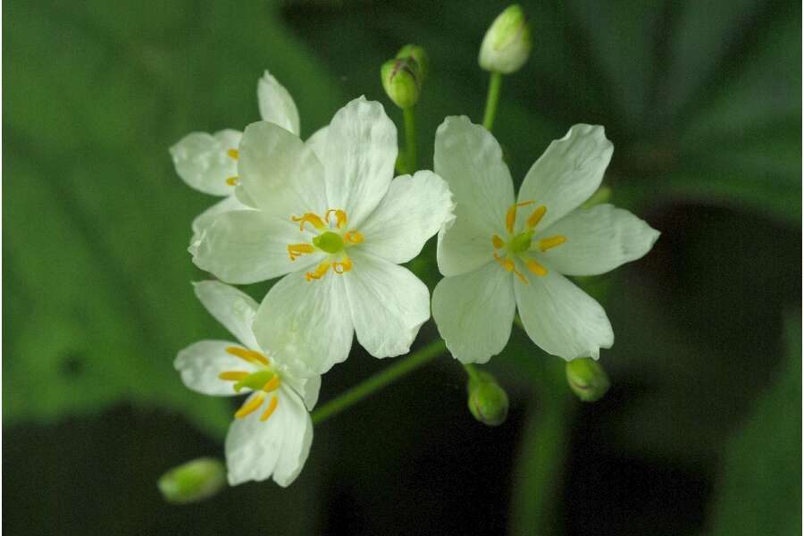 Image de Diphylleia cymosa Michx.