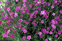 صورة Dianthus deltoides L.