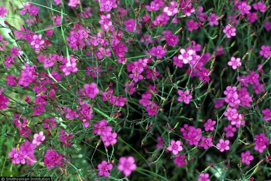 Слика од Dianthus deltoides L.