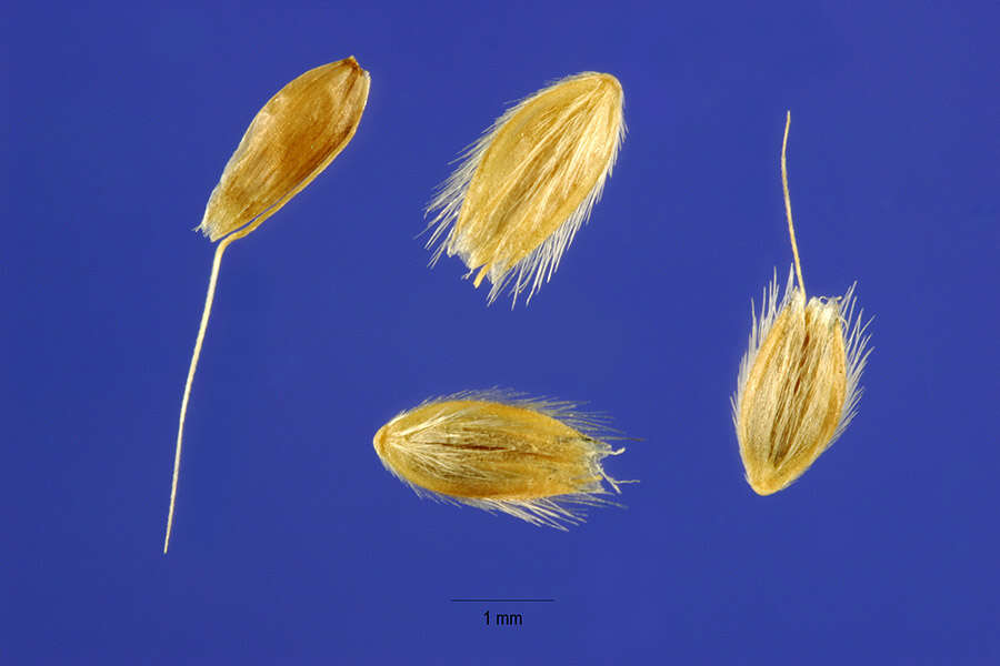 Image of Carolina foxtail