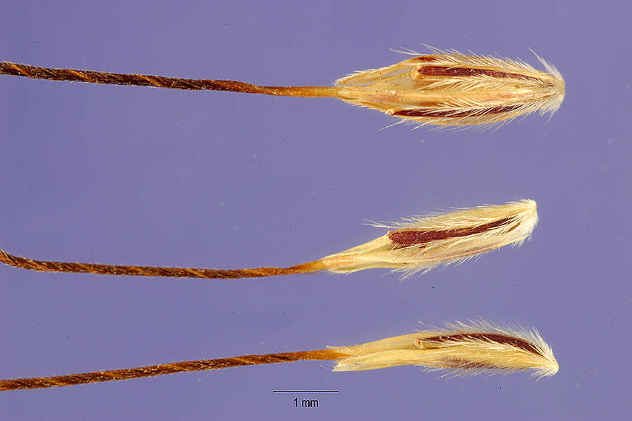 Image of foldedleaf grass