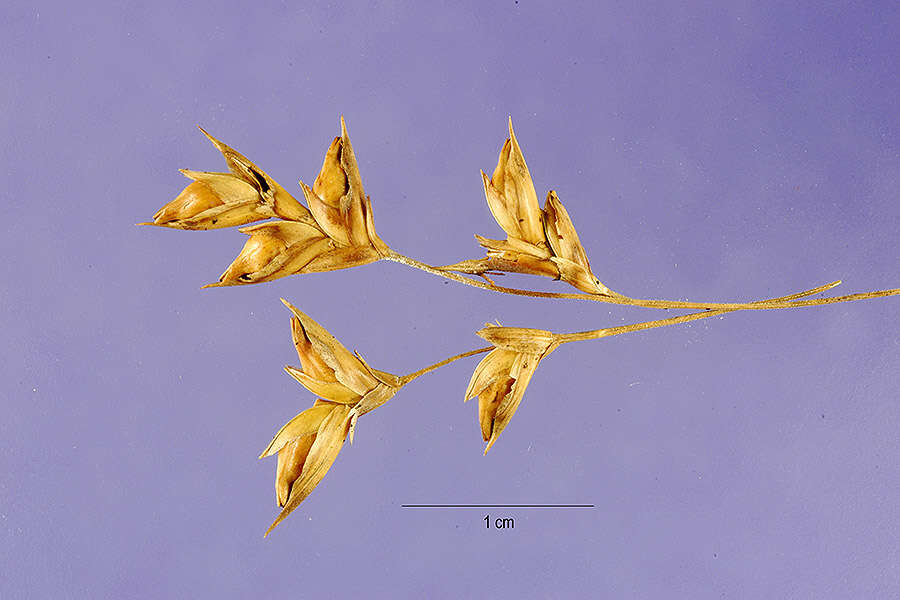 Diarrhena americana P. Beauv. resmi