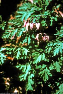 Image of Pacific bleeding heart