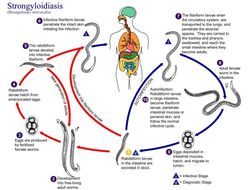 Слика од Strongyloides